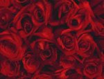 (image for) Regal Roses